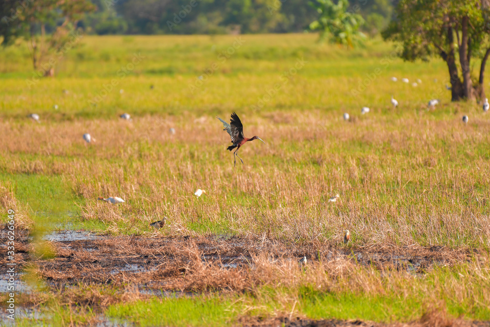 Glossy Ibis bird flying in rural. Glossy Ibis bird flying in rural.