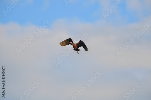 Glossy Ibis bird flying on blue sky.