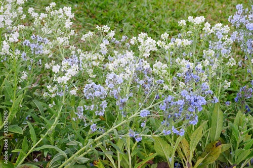 The white and blue flowers is called Cynoglossum amabile, Chinese hound's tongue, Chinese forget-me-not flower.