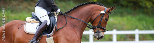 Dressage horse in the neckline with rider top line with saddle and braided mane..
