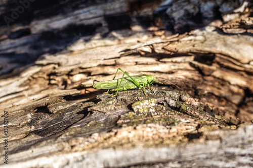 A grasshopper is sitting on a tree. Green grasshopper. © jozefklopacka