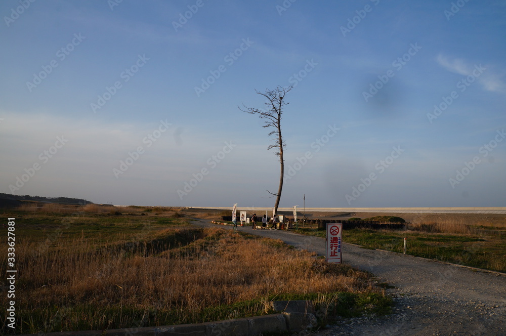 Obraz premium This is the situation along the coast, especially in Hamadori, Fukushima Prefecture in 2017. A pine tree that survived the tsunami in Kashima Ward, Minamisoma City, Fukushima Prefecture. 