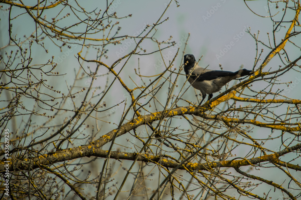 Single gray and black crow sitting on a tree branch in early spring on a naked tree without leaves and yellow moss. Scary view of a crow on an overcast day. Single gray and black crow sitting on a tree branch in early spring on a naked tree without leaves and yellow moss. Scary view of a crow on an overcast day.