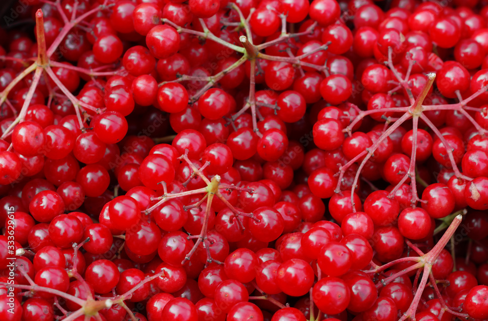 Ripe red viburnum berries close-up. Natural background of berries. Lots of viburnum berries. Harvesting viburnum berries. Ripe red viburnum berries close-up. Natural background of berries. Lots of viburnum berries. Harvesting viburnum berries.