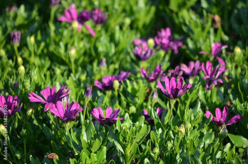 Dark purple flowers of Dimorphotheca ecklonis or Osteospermum, commonly known as Cape marguerite, Sundays river daisy, blue and white daisy bush or star of the veldt, in a garden in a sunny summer day Dark purple flowers of Dimorphotheca ecklonis or Osteospermum, commonly known as Cape marguerite, Sundays river daisy, blue and white daisy bush or star of the veldt, in a garden in a sunny summer day