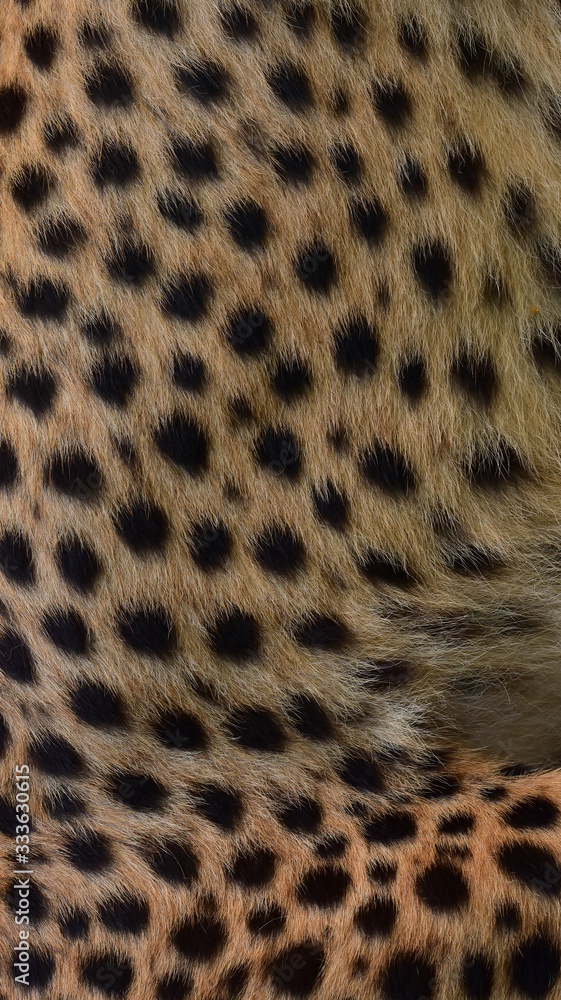 Feathers and black polka dots on Cheetah Feathers and black polka dots on Cheetah