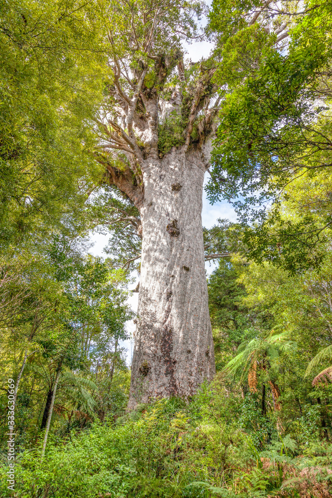 Fototapeta premium Tane Mahuta in the Waipoua Forest