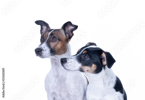 Two brown, black and white Jack Russell Terrier posing in a studio, headshot, isolated on a white background, copy space