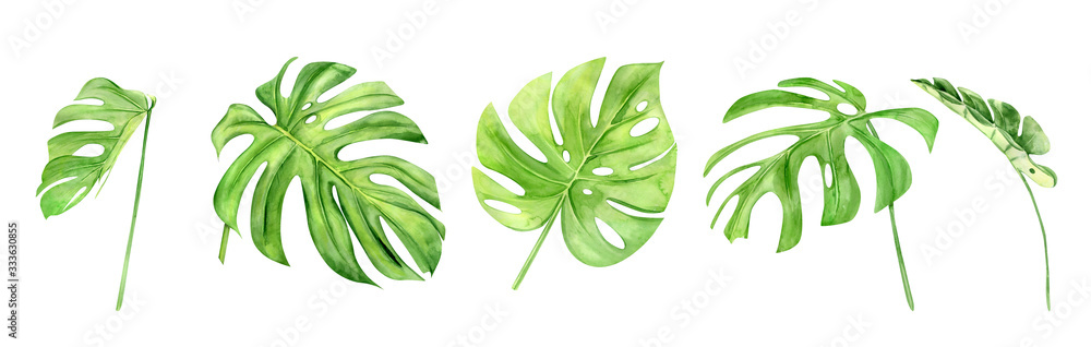 Green monstera leaf set. Tropical plant. Hand painted watercolor illustration isolated on white background. Realistic botanical art. Design element for fabrics, invitations, clothes and other - obrazy, fototapety, plakaty 