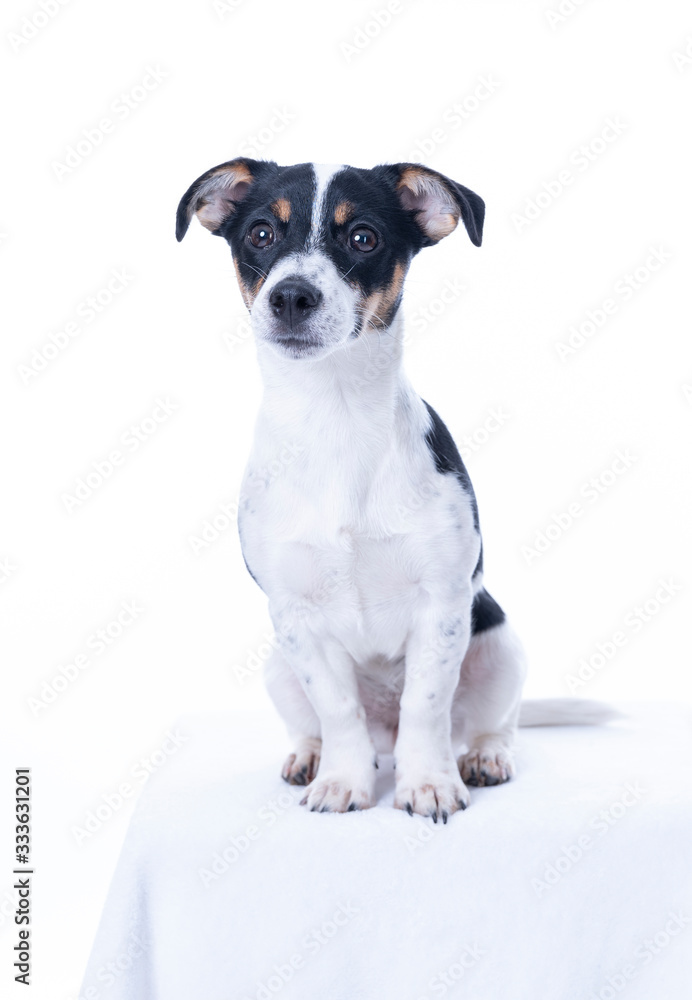 Brown, black and white Jack Russell Terrier posing in a studio, the dog looks straight into the camera, isolated on a white background, copy space