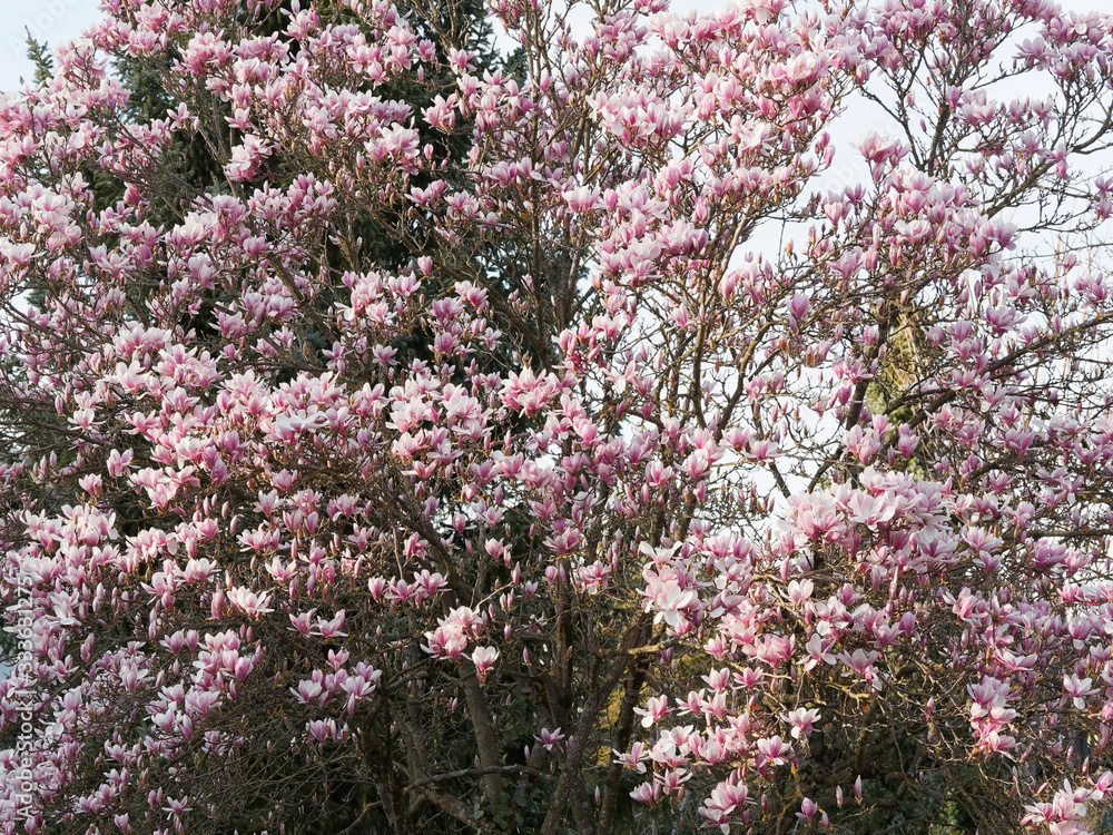 Magnolia × soulangeana or Saucer magnolia with nacked branches garnished with magnificent profusion and fragrant large pink flowers tinged with white and purple