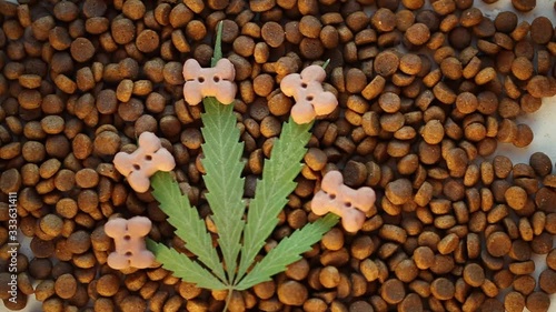 Dog and cat treats and cannabis leaves - CBD and medical marijuana for pets concept, medical and recreational marijuana and cannabis.