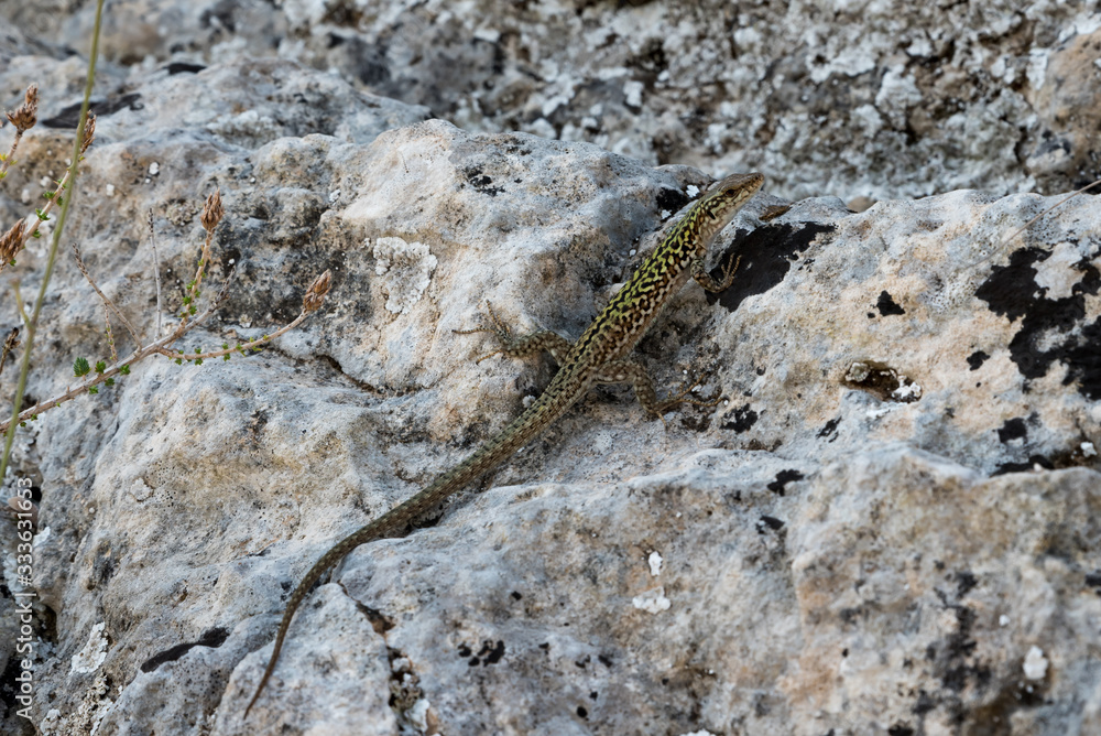 Naklejka premium Lizard on the rock