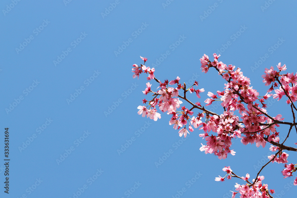 桜と青空の背景素材