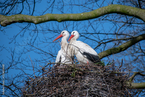 stork couple in the nest