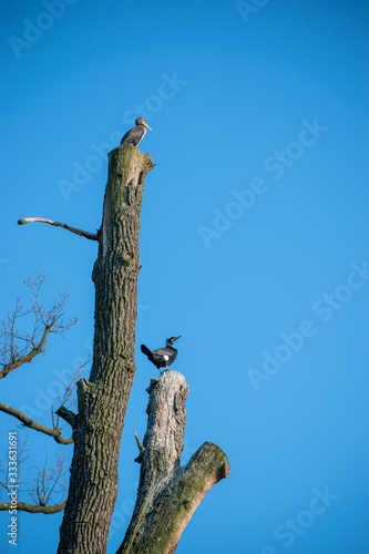 tree on blue sky with cormorant 