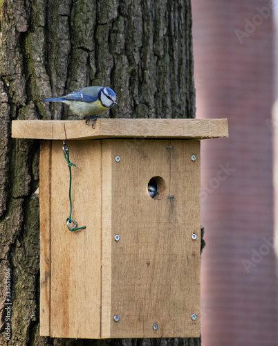 bird on feeder