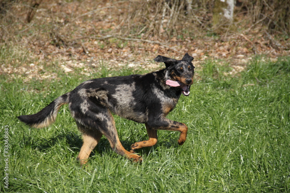 Sheepdogs playing and running in the forest Sheepdogs playing and running in the forest