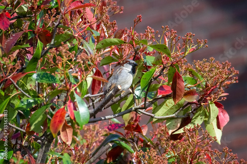 sparrow in bush
