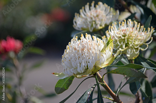 Australian native white Waratah, Telopea speciosissima, family Proteaceae. Shady Lady variety. Waratahs are endemic to New South Wales. Hardy, drought tolerant plant. photo