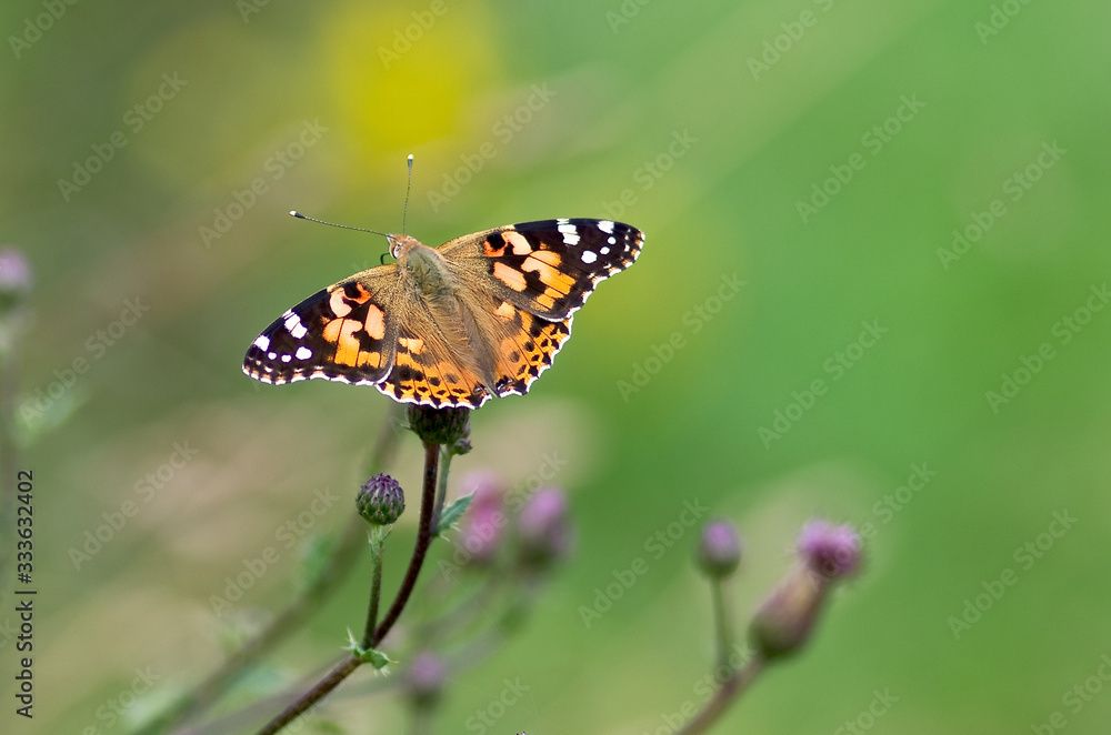 Obraz premium Diestelfalter