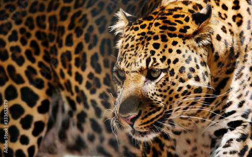 Leopard © A.Altenburg