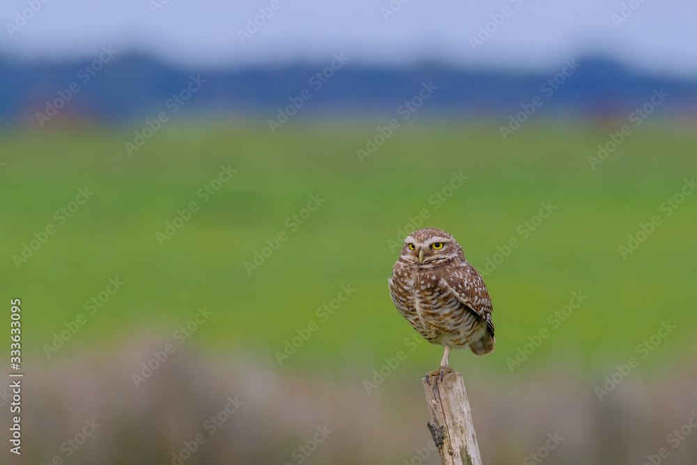 Beautiful Burrowing Owl with yellow eyes, Athene Cunicularia, standing on a pole, Uruguay, South America Beautiful Burrowing Owl with yellow eyes, Athene Cunicularia, standing on a pole, Uruguay, South America