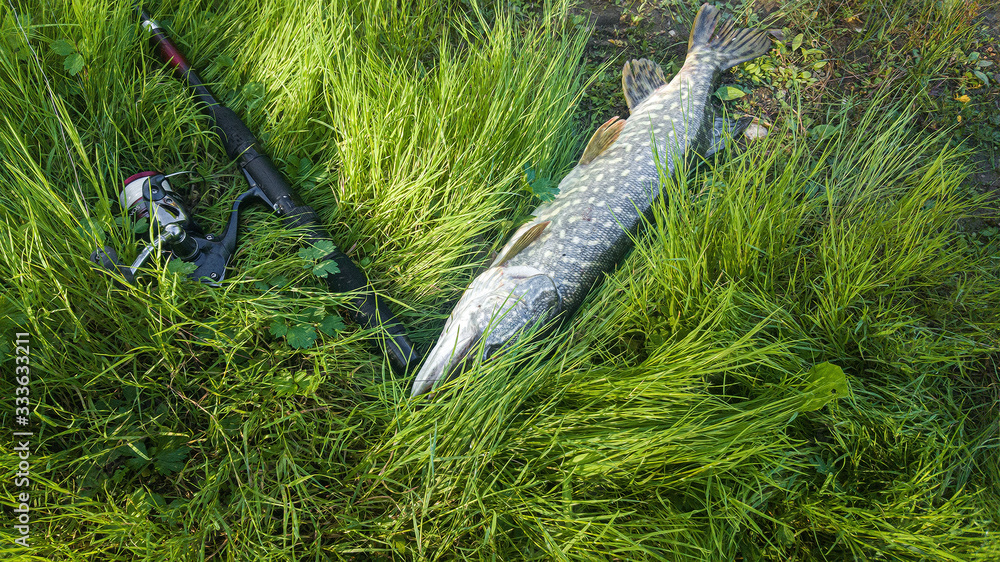 Big freshwater pike fish and fishing rod with reel. Big freshwater pike fish and fishing rod with reel.