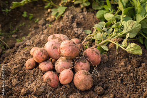 Close Up Of Potatoes On Ground On Vegetable Garden.
