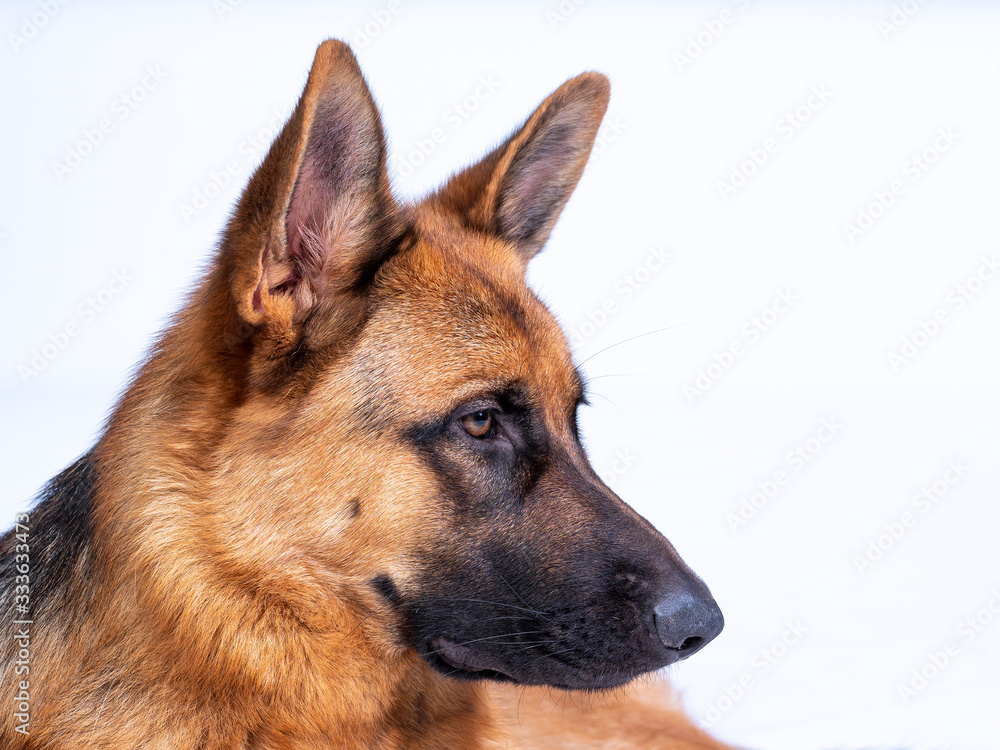 Portrait of a German Shepherd, 3 years old, head shot, in front of white background, copy-space