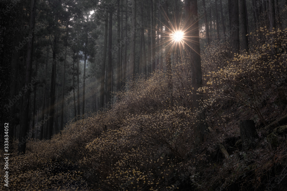 Naklejka premium 茂木町焼森山 ミツマタ群生地