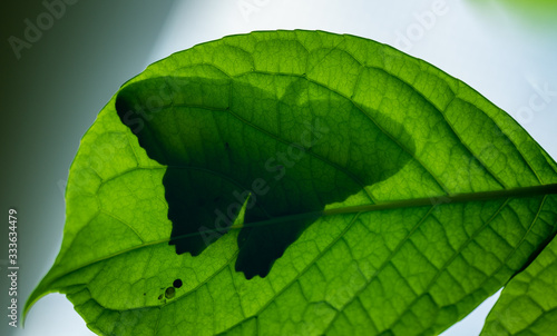 shadow of butterfly in see through on bottom of leaf