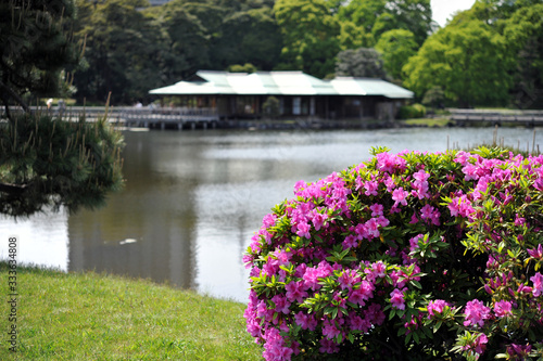 日本庭園の池のほとりで咲くピンク色のツツジの風景（日本の東京 浜離宮恩賜庭園）