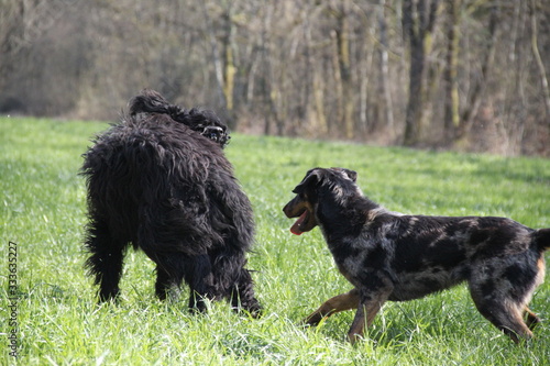 Sheepdogs playing and running in the forest