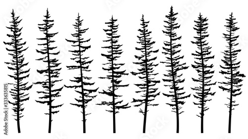 Set of vector silhouettes of tall spruce tree with broken and sparse branches from a dense forest.