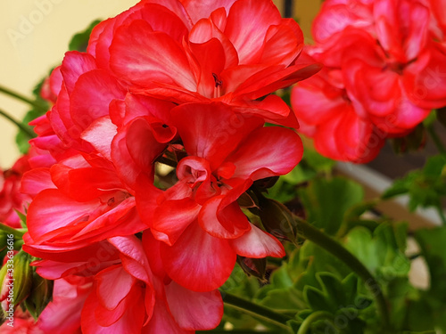Close-up of the red flower Geranium or Pelargonium.