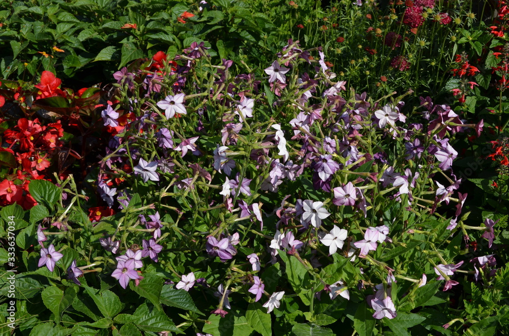 Many delicate light purple flowers of Nicotiana alata plant, commonly known as jasmine tobacco, sweet tobacco, winged tobacco, tanbaku or Persian tobacco, in a garden in a sunny summer day