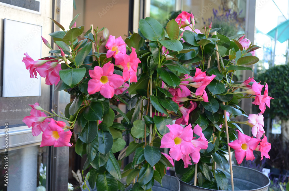 Close up of many delicate vivid prink flowers of Mandevilla plant, commonly known as rocktrumpet, in a pot in direct sun light in a sunny summer day, beautiful outdoor floral background