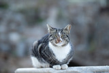 focus at face of a formidable tabby with yellow eyes sit on rock with warm weather and sunshine day. .
