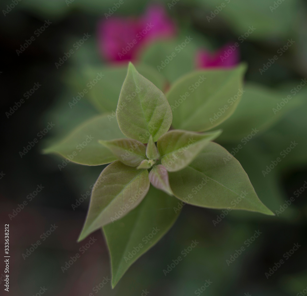 Obraz premium flower in the garden