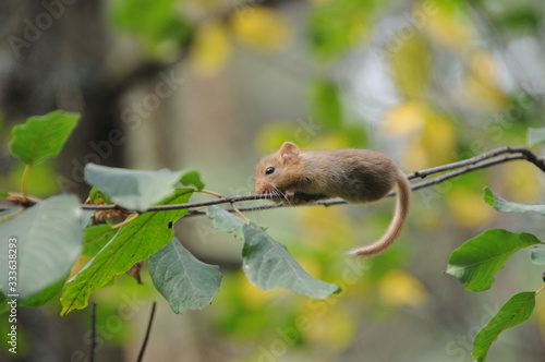Bilde på lerret Hazel dormouse or common dormouse (Muscardinus avellanarius) on the branch of tr