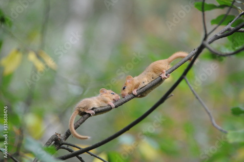 Obraz na płótnie Hazel dormouse or common dormouse (Muscardinus avellanarius) on the branch of tr