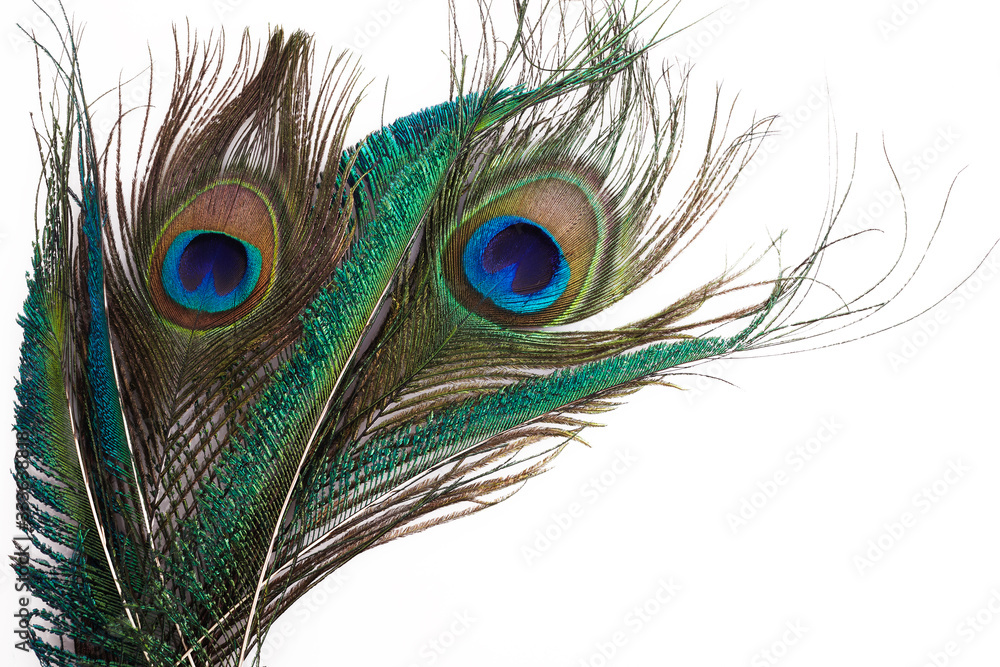 Obraz premium Peacock feather in royal style on white background. Tropical abstract background. Exotic bird.