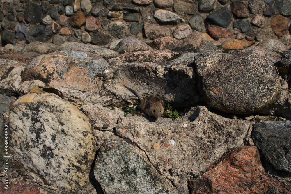 Striped field mouse (Apodemus agrarius) on the stone wall Striped field mouse (Apodemus agrarius) on the stone wall