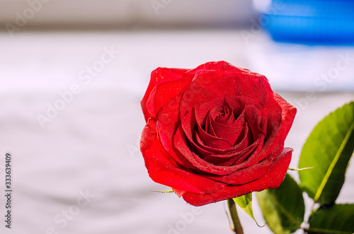 A rose flower on a leafy stem, covered with dew drops, is evenly illuminated on an abstract, blurred background, close-up, copy space, toned.