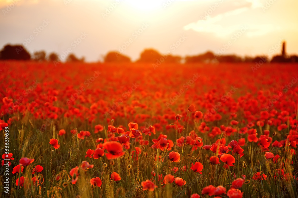 Obraz Field with red poppies flowers at sunset. A beautiful view of the flowering of millions of poppies. Selective artful focus.