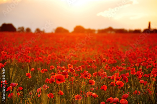 Field with red poppies flowers at sunset. A beautiful view of the flowering of millions of poppies. Selective artful focus.