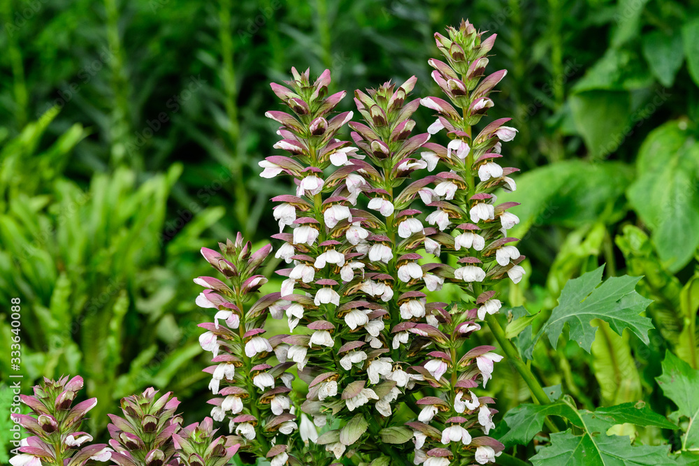 Many small white flowers of Acanthus mollis plant, commonly known as bear's breeches, sea dock, bearsfoot or oyster plant in s sunny spring garden,  beautiful outdoor floral background with soft focus