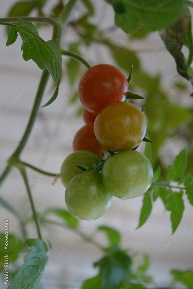 A bunch of tomatoes begin to ripe. Vegetable garden on the balcony.
