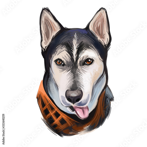 Gerberian Shepsky dog digital art illustration isolated on white photo